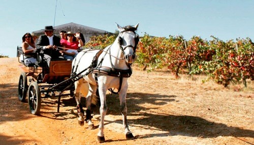 Carriage ride through the vineyards with tasting of 3 wines