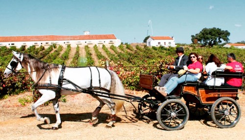 Carriage ride through the vineyards with tasting of 5 wines
