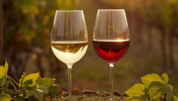 Old vines: why do they produce such special wines?