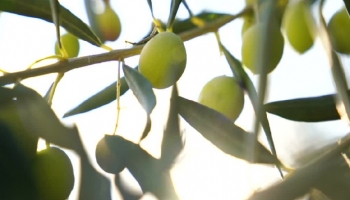 The varieties that give Portuguese olive oil its soul