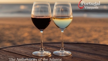 Colares wines – The authenticity of the Atlantic