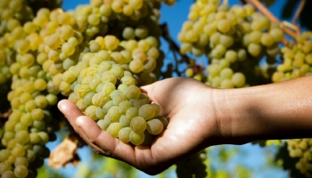 International Viognier Day – discover its elegance in Portugal