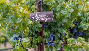 International Cabernet Sauvignon Day