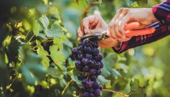 The Art of Blending: Why Portugal Loves to Blend Grape Varieties