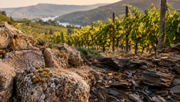 From Granite to Schist: How Soils Shape Portuguese Wines