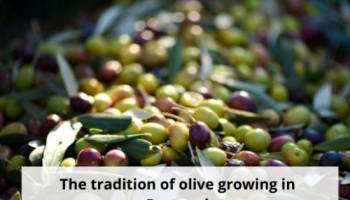 La tradición del cultivo del olivo en Portugal