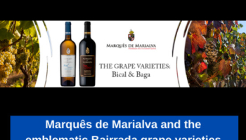 Marquês de Marialva y las emblemáticas variedades de uva Bairrada
