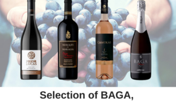 Selection of BAGA, the queen variety of Bairrada