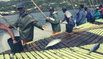 Conserves de thon à la portugaise : histoire et tradition