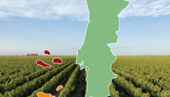 Regiones vinícolas portuguesas: las islas de Madeira y Azores